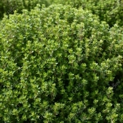 بذر آویشن باغی